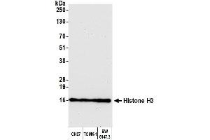 Western Blotting (WB) image for anti-Histone H3 (H3) (C-Term) antibody (ABIN7455227) (Histone 3 抗体  (C-Term))