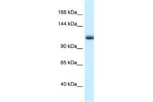 WB Suggested Anti-Mcm10 Antibody   Titration: 1. (MCM10 抗体  (N-Term))
