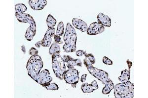 IHC analysis of CTBP2 using anti-CTBP2 antibody (ABIN7601326). (CTBP2 抗体  (AA 321-445))