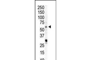 Western blot analysis of anti-PIP5K1A Pab in HeLa cell lysate (PIP5K1A 抗体  (N-Term))