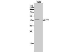 Western Blotting (WB) image for anti-Solute Carrier Family 30 (Zinc Transporter), Member 8 (SLC30A8) (Internal Region) antibody (ABIN6281323)