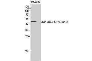 Western Blotting (WB) image for anti-Histamine Receptor H3 (HRH3) (Internal Region) antibody (ABIN3185012) (HRH3 抗体  (Internal Region))