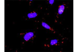 Proximity Ligation Analysis of protein-protein interactions between MAP3K3 and MAP2K5. (MAP3K3 抗体  (AA 1-90))