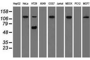 Western blot analysis of extracts (35 µg) from 9 different cell lines by using anti-SIGLEC9 monoclonal antibody. (SIGLEC9 抗体)