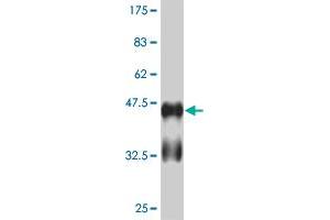 Western Blot detection against Immunogen (41. (RUNX2 抗体  (AA 311-450))