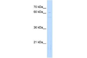 WB Suggested Anti-NOBOX Antibody Titration:  0. (NOBOX 抗体  (Middle Region))