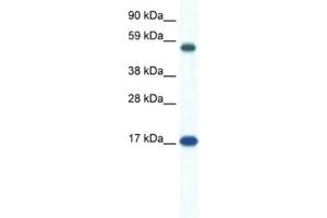 Western Blotting (WB) image for anti-Zinc Finger Protein 554 (ZNF554) antibody (ABIN2461304) (ZNF554 抗体)