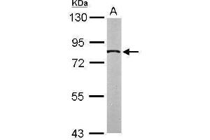 WB Image Sample (50 ug of whole cell lysate) A: Mouse brain 7. (SLC20A1 抗体)