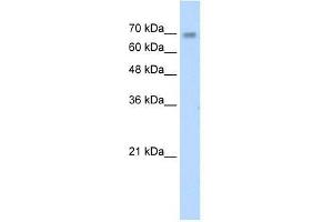 ZNF264 antibody used at 1. (ZNF264 抗体  (C-Term))