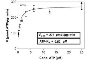Image no. 1 for Pim-1 Oncogene (PIM1) (AA 1-313) (Active) protein (His-GST) (ABIN5570463) (PIM1 Protein (AA 1-313) (His-GST))
