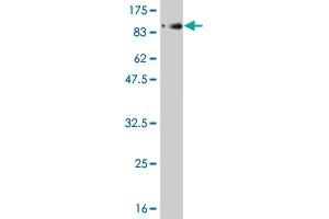 Western Blotting (WB) image for anti-Polo-Like Kinase 1 (PLK1) (AA 1-603) antibody (ABIN562277)