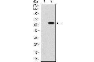 Western blot analysis using ATG16L1 mAb against HEK293 (1) and ATG16L1 (AA: 11-257)-hIgGFc transfected HEK293 (2) cell lysate. (ATG16L1 抗体  (AA 11-257))