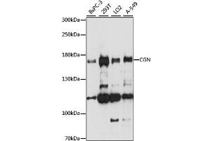 Western blot analysis of extracts of various cell lines, using CGN antibody. (Cingulin 抗体)