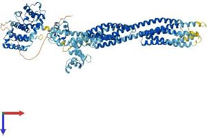ACTN3 Protein (AA 1-901) (His tag)