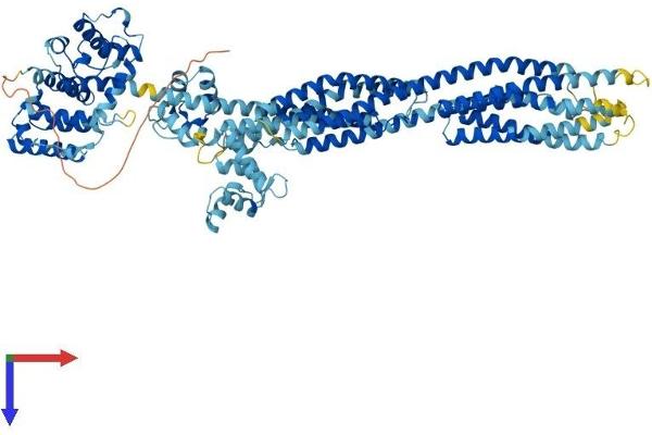 ACTN3 Protein (AA 1-901) (His tag)