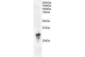 Image no. 1 for anti-Growth Factor Receptor-Bound Protein 2 (GRB2) (C-Term) antibody (ABIN374150) (GRB2 抗体  (C-Term))