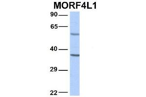 Host:  Rabbit  Target Name:  MORF4L1  Sample Type:  Human Adult Placenta  Antibody Dilution:  1. (MORF4L1 抗体  (N-Term))
