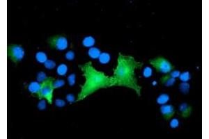 Anti-EPN2 mouse monoclonal antibody (ABIN2455559) immunofluorescent staining of COS7 cells transiently transfected by pCMV6-ENTRY EPN2 (RC213652). (Epsin 2 抗体)