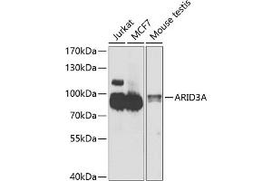 Western blot analysis of extracts of various cell lines, using A antibody (ABIN6131196, ABIN6137102, ABIN6137103 and ABIN6223591) at 1:1000 dilution. (ARID3A 抗体  (AA 324-593))
