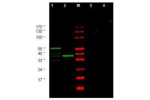 Image no. 1 for anti-Checkpoint Kinase 1 (CHEK1) (AA 312-327) antibody (ABIN290165) (CHEK1 抗体  (AA 312-327))