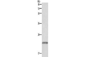 Western Blotting (WB) image for anti-Growth Hormone 1 (GH1) antibody (ABIN2822474) (Growth Hormone 1 抗体)