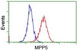 Image no. 3 for anti-Membrane Protein, Palmitoylated 5 (MAGUK P55 Subfamily Member 5) (MPP5) antibody (ABIN1500023) (MPP5 抗体)
