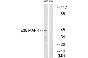 Western Blotting (WB) image for anti-Mitogen-Activated Protein Kinase 14 (MAPK14) antibody (ABIN1847989) (MAPK14 抗体)