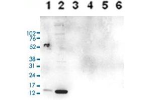 Western Blot analysis of (1) 25 ug whole cell extracts of Hela cells, (2) 15 ug histone extracts of Hela cells, (3) 1 ug of recombinant histone H2A, (4) 1 ug of recombinant histone H2B, (5) 1 ug of recombinant histone H3, (6) 1 ug of recombinant histone H4. (HIST1H3A 抗体  (2meArg17 (asymetric), acLys18))
