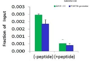 Chromatin Immunoprecipitation (ChIP) Using CTCF antibody - N-terminal region  and HCT116 Cells (CTCF 抗体  (N-Term))