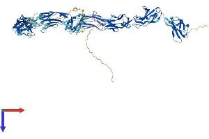 AlphaFold protein structure predicition of Human Recombinant IGSF22 Protein, UniprotID Q8N9C0