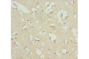 Immunohistochemistry of paraffin-embedded human brain tissue using ABIN7167437 at dilution of 1:100 (Receptor Accessory Protein 1 抗体  (AA 101-201))