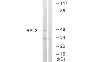 Western Blotting (WB) image for anti-Ribosomal Protein L3 (RPL3) (Internal Region) antibody (ABIN1850627) (RPL3 抗体  (Internal Region))