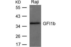Western blot analysis of extracts from Raji cells using GFI1b Antibody. (GFI1B 抗体)