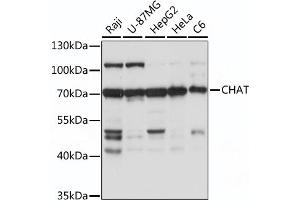 Western blot analysis of extracts of various cell line, using CHAT antibody (ABIN7266344) at 1:1000 dilution. (Choline Acetyltransferase 抗体  (AA 331-630))