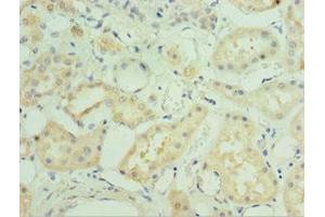 Immunohistochemistry of paraffin-embedded human kidney tissue using ABIN7160003 at dilution of 1:100 (MAPK4 抗体  (AA 348-587))