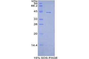 SDS-PAGE analysis of Pig Apolipoprotein A4 Protein. (APOA4 蛋白)