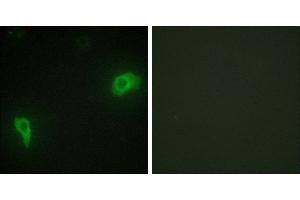 Peptide - +Immunofluorescence analysis of HepG2 cells, using DOK7 antibody. (DOK7 抗体  (N-Term))
