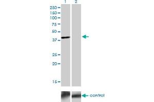 Western blot analysis of TFAP4 over-expressed 293 cell line, cotransfected with TFAP4 Validated Chimera RNAi (Lane 2) or non-transfected control (Lane 1). (TFAP4 抗体  (AA 93-192))