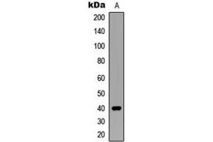 Western blot analysis of SIAH2 expression in MCF7 (A) whole cell lysates. (SIAH2 抗体  (C-Term))