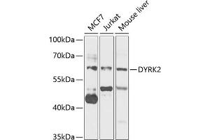 Western blot analysis of extracts of various cell lines, using DYRK2 antibody (ABIN6130879, ABIN6139897, ABIN6139898 and ABIN6222785) at 1:1000 dilution. (DYRK2 抗体  (AA 429-528))