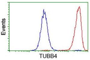 Flow cytometric Analysis of Hela cells, using anti-TUBB4 antibody (ABIN2454728), (Red), compared to a nonspecific negative control antibody, (Blue). (TUBB4 抗体)