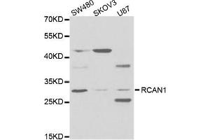 Western blot analysis of extracts of various cell lines, using RCAN1 antibody (ABIN5973067) at 1/1000 dilution. (RCAN1 抗体)
