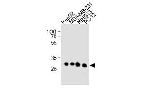 BCL2L1 Antibody (ABIN1882212 and ABIN2843472) western blot analysis in HepG2,MDA-MB-231,mouse NIH/3T3 and rat PC-12 cell line lysates (35 μg/lane). (BCL2L1 抗体)