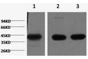 Western Blot analysis of 1) Hela, 2) Mouse brain, 3) Rat brain using ACTA1 Monoclonal Antibody at dilution of 1:1000. (Actin 抗体)