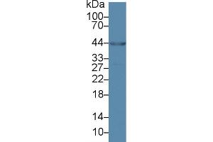 Western Blot; Sample: Porcine Heart lysate; Primary Ab: 2µg/ml Rabbit Anti-Human ANKRD1 Antibody Second Ab: 0. (ANKRD1 抗体  (AA 6-291))