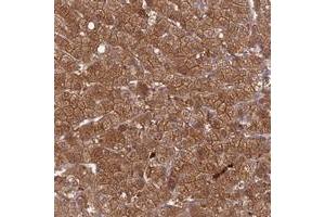 Immunohistochemical staining of human liver with PGBD4 polyclonal antibody  shows strong cytoplasmic, membranous and nuclear positivity in hepatocytes.
