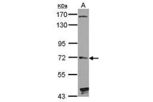 Image no. 1 for anti-Hedgehog Interacting Protein (HHIP) (AA 386-635) antibody (ABIN1498651) (HHIP 抗体  (AA 386-635))