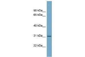WB Suggested Anti-FGL1 Antibody Titration:  0. (FGL1 抗体  (Middle Region))