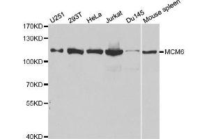 Western blot analysis of extracts of various cell lines, using MCM6 antibody. (MCM6 抗体  (AA 562-821))