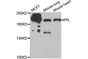 Western blot analysis of extracts of various cell lines, using PPL antibody. (PPL 抗体)